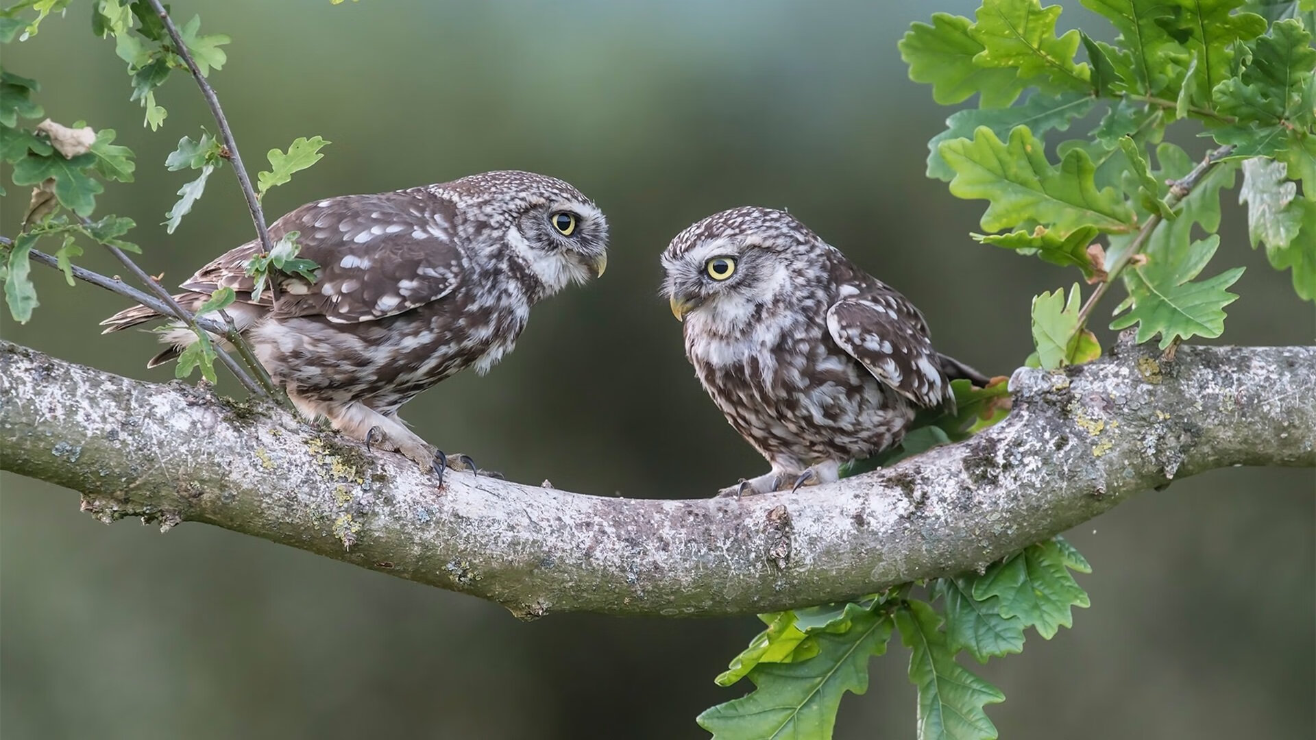 JIUYOU GAMING-_体育迷超级粉丝节：互动体验让你嗨翻天_，体育宠粉季